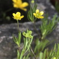 Ranunculus Arvensis
